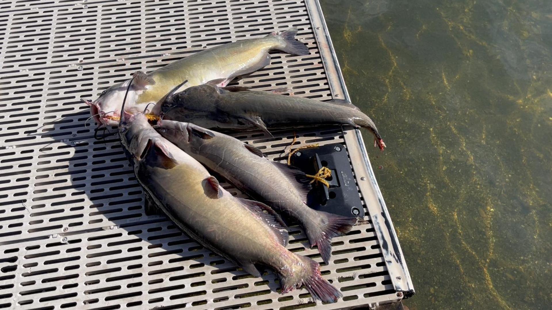 Omeo Clearlake Oaks Glenhaven Esterno foto